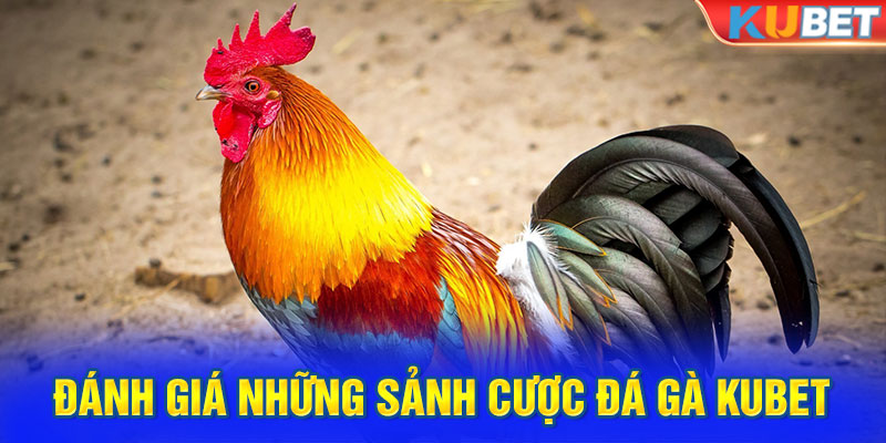 Đánh giá những sảnh cược đá gà kubet