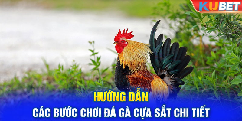 Hướng dẫn các bước chơi đá gà cựa sắt chi tiết 