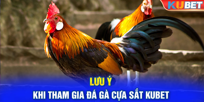 Lưu ý khi tham gia đá gà cựa sắt kubet 