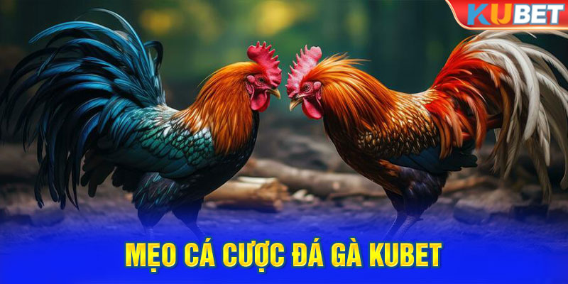 Mẹo cá cược đá gà kubet bách phát bách trúng